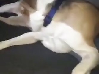 Women Animal Sex Videos