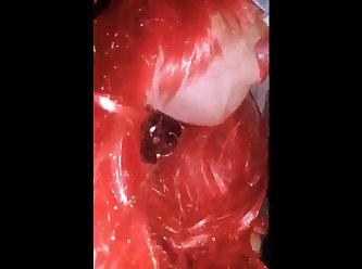Hentai Animal Sex Tube
