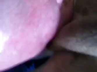 Seal Animal Sex