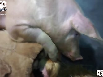 Live Animal Sex