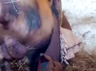 Is Watching Animal Sex Illegal
