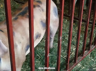 Which Animal Has The Most Sex