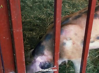 Which Animal Has The Most Sex