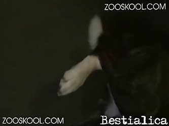 Sex Movie Animal
