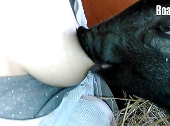 Animal Hindi Sex