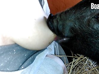 Animal Hindi Sex