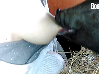 Animal Hindi Sex