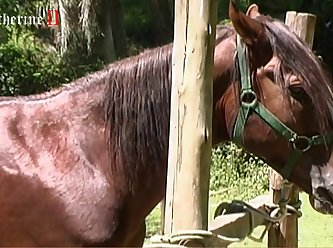 Boys And Animal Sex Video