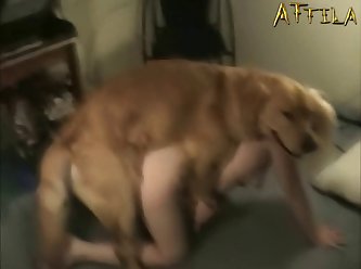 Gay Horse Animal Sex