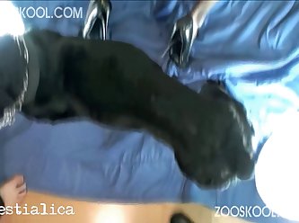 Sex Manusia Vs Animal