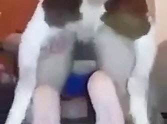 Pet Animal Sex