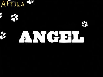 Animal Sex Host Com