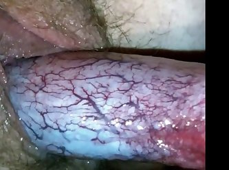 Animal Sex Mature