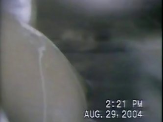Petite Teen Animal Sex