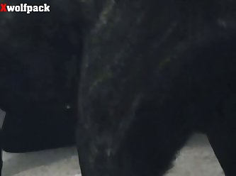 Using Animal Penis For Sex