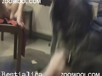 Animal Sex Horse And Girl