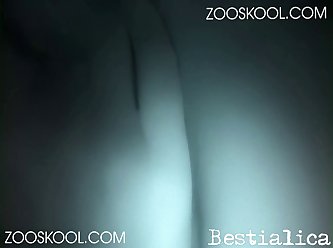 Exotic Animal Sex Porn