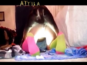 Sex Dolls Animal