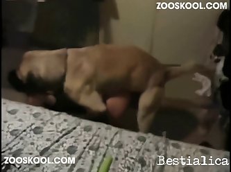 Animal Sex Porn Dog