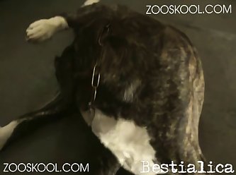 Man Woman Animal Sex