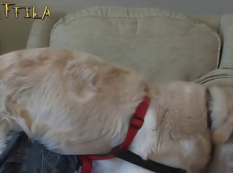 Woman With Animal Sex Video