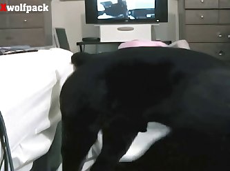 Grils Sex Animal