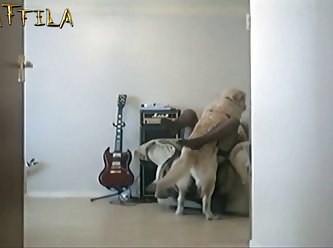 Animal Sex Bl