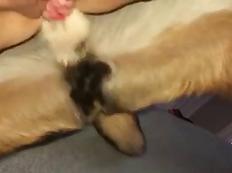 Bokep Sex With Animal