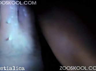 Animal An Human Sex