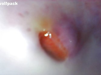 3d Animal Sex Comics