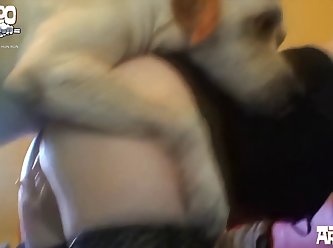 Man Sex Dog Animal