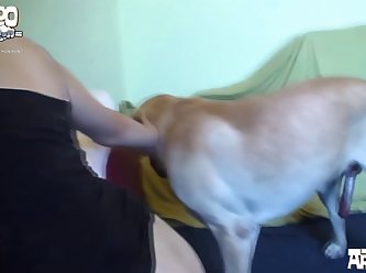 Man Sex Dog Animal