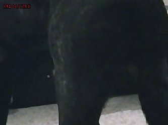 Zoo Porn 3 Way