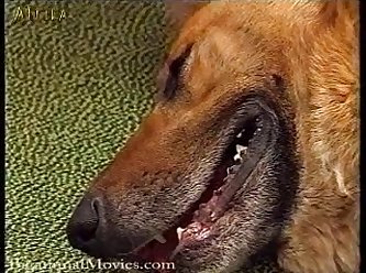 Woman Making Out With Dog Porn