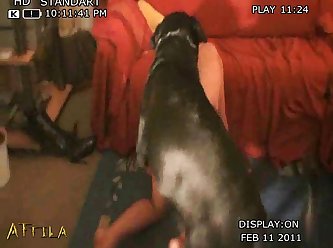 Homem Transando Com Cadela Zoofilia