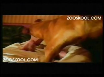 Zoofilia Porn Gato