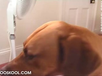 Cunnilingus Zoofilia