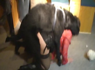 Zoofilia Gif Porno