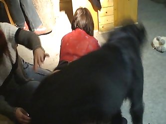 Zoofilia Gif Porno
