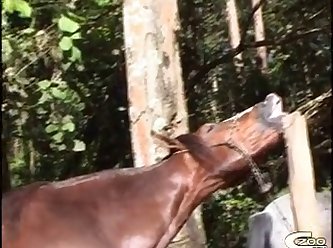 Zoofilia Sexo Com Animais