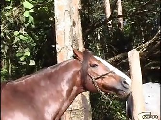 Zoofilia Sexo Com Animais