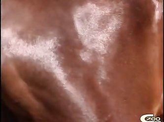 Zoofilia Sexo Com Animais