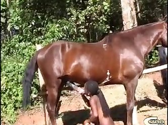 Zoofilia Sexo Com Animais