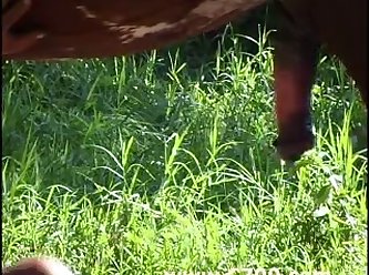 Zoofilia Gratis 2022