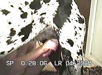 Porno Hentai Animal Gay