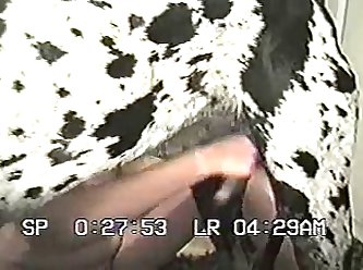 Porno Hentai Animal Gay