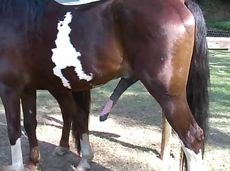 Assistir Porno Animal