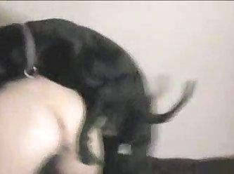 Porno Animal X Videos