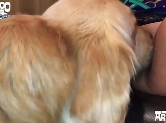 Video Porno De Gay Com Animal