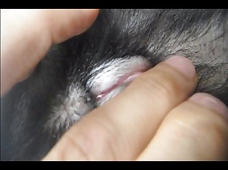 Porno Animal Petlust